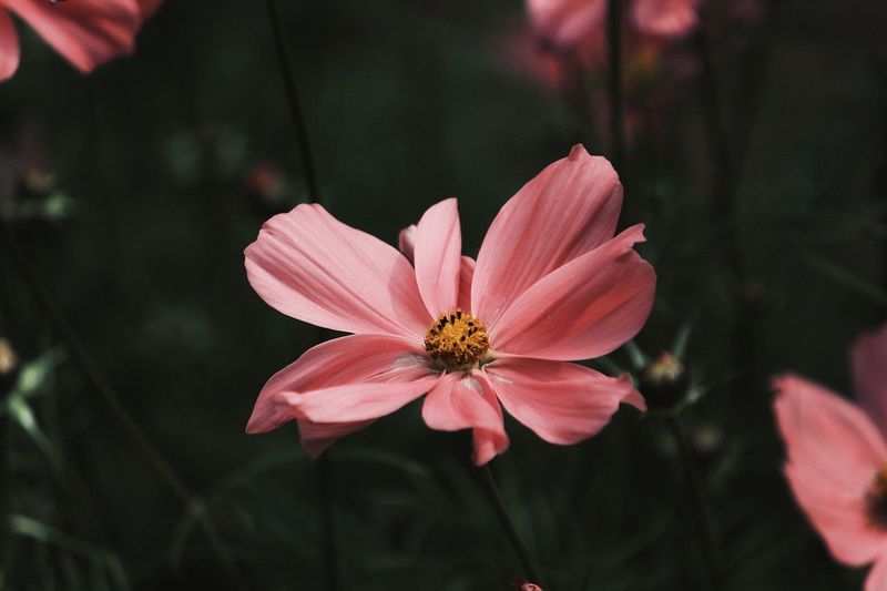 Снимка на Pink Cosmo с тъмнозелен фон от TanteTati от Pixabay