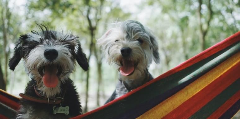 50 legendas do Instagram de cachorro incrível para fotos do seu filhote