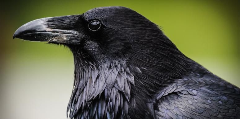 Crow Symbolism: Den andliga betydelsen av att se kråkor